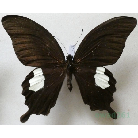 Papilio sataspes Felder & Felder, 1864 Indonesia, Sulawesi 108mm87